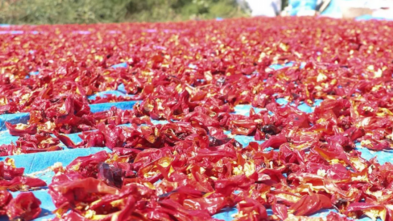 Foto - Damarları açıyor! Kalp sağlığını koruyor: Çırgal biberinin faydaları! 750 TL'den satılıyor