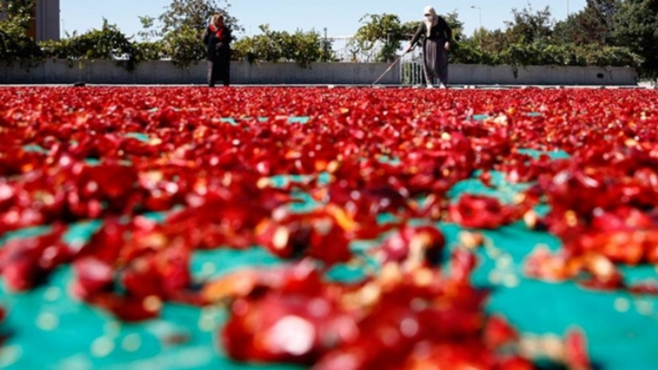Damarları açıyor! Kalp sağlığını koruyor: Çırgal biberinin faydaları! 750 TL'den satılıyor