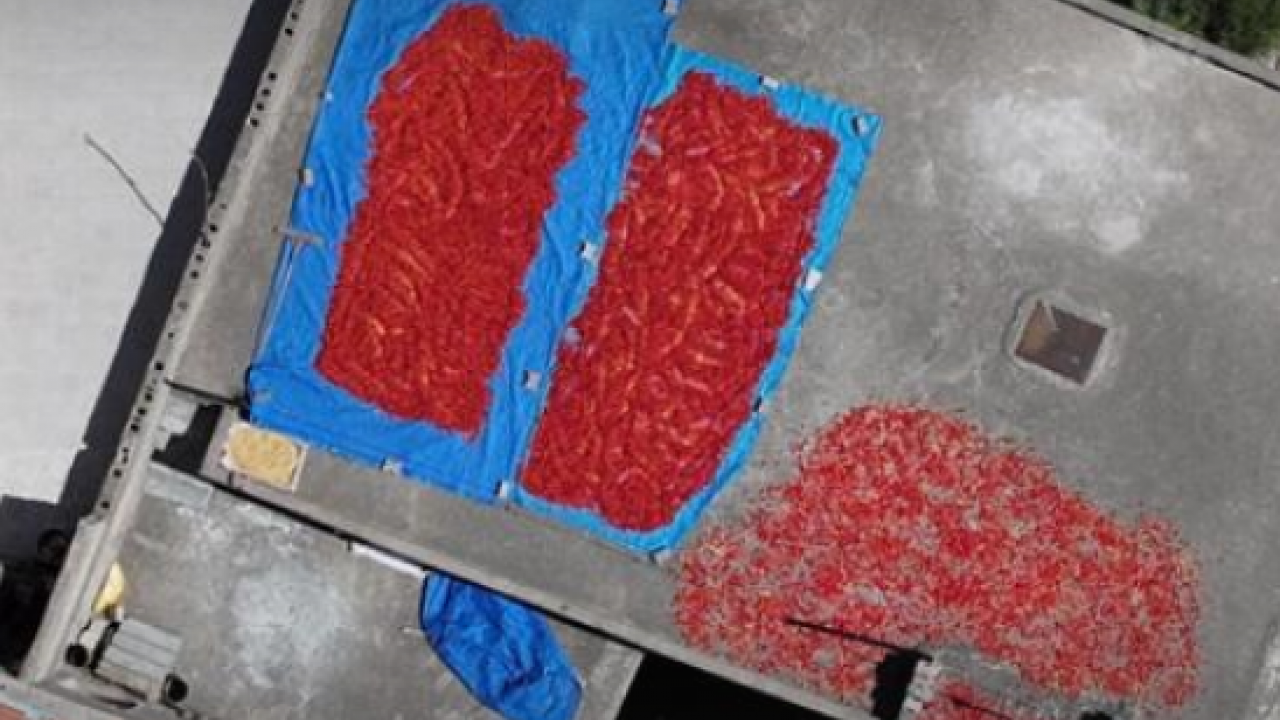 Foto - Damarları açıyor! Kalp sağlığını koruyor: Çırgal biberinin faydaları! 750 TL'den satılıyor