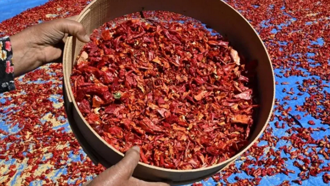 Foto - Damarları açıyor! Kalp sağlığını koruyor: Çırgal biberinin faydaları! 750 TL'den satılıyor