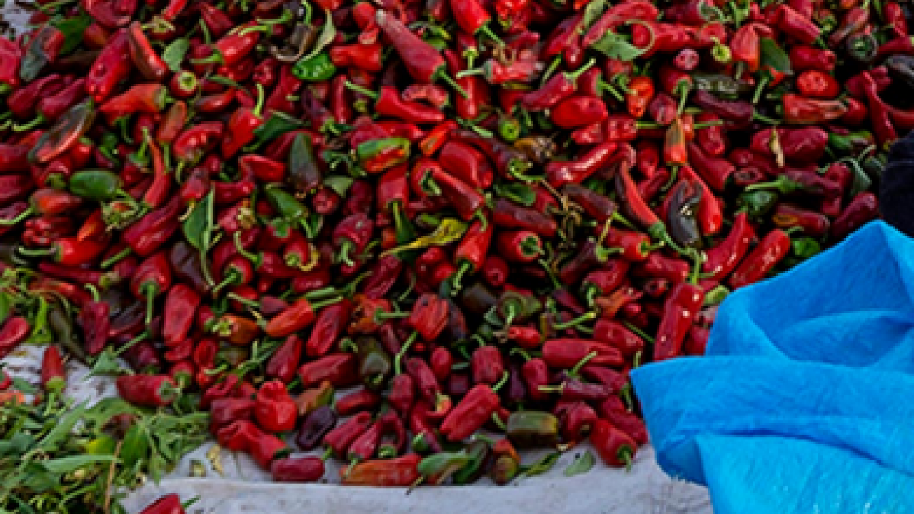 Foto - Damarları açıyor! Kalp sağlığını koruyor: Çırgal biberinin faydaları! 750 TL'den satılıyor