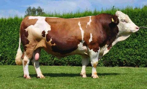 Foto - Danaya gen dopingi! Hem et hem süt üretimi artacak