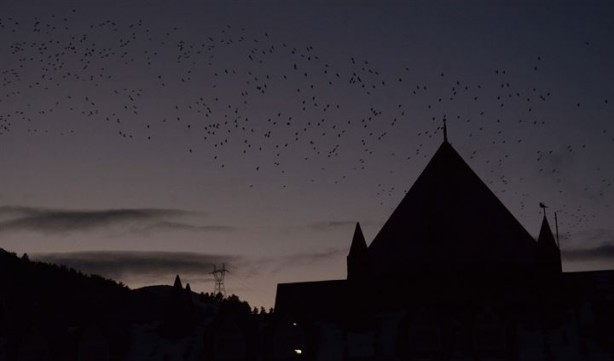 Foto - Dansçı kuşlardan kartpostallık görüntüler