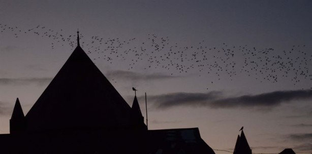 Dansçı kuşlardan kartpostallık görüntüler