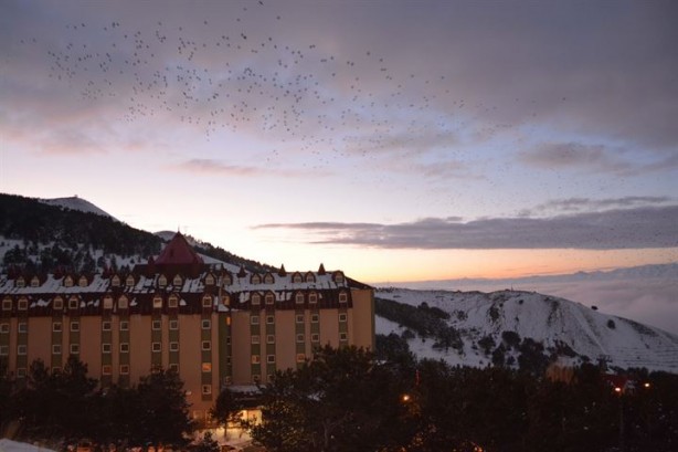 Foto - Dansçı kuşlardan kartpostallık görüntüler