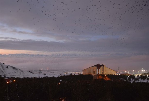 Foto - Dansçı kuşlardan kartpostallık görüntüler