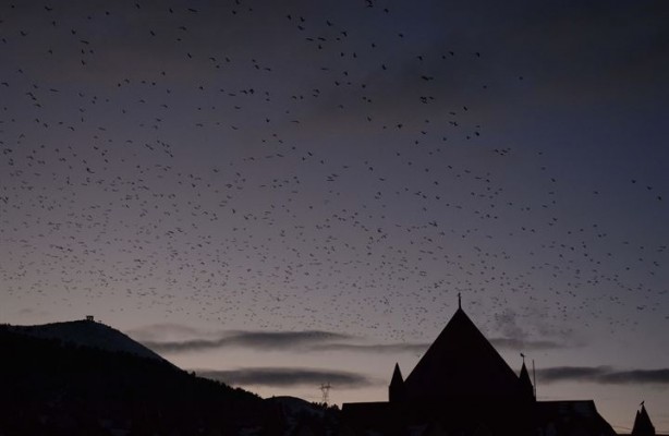 Foto - Dansçı kuşlardan kartpostallık görüntüler
