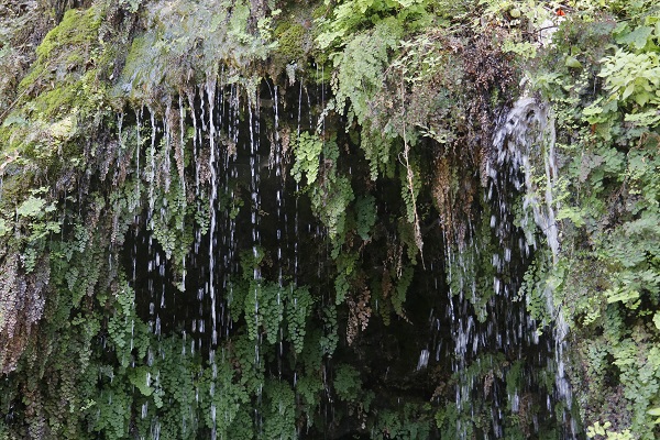 Foto - Daphne'nin gözyaşı ilgi çekiyor! Bu doğa harikası Türkiye'de