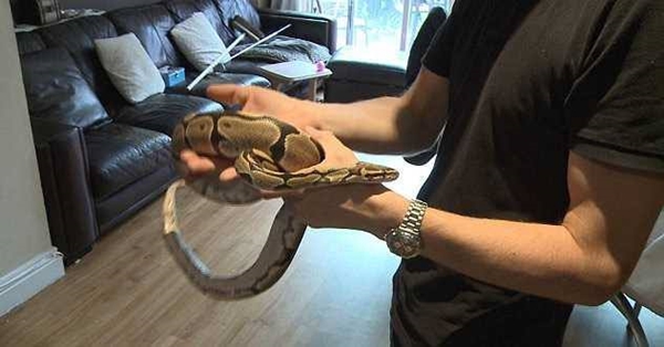 Foto - Davetsiz misafirler