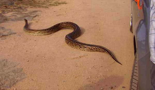 Foto - Davetsiz misafirler