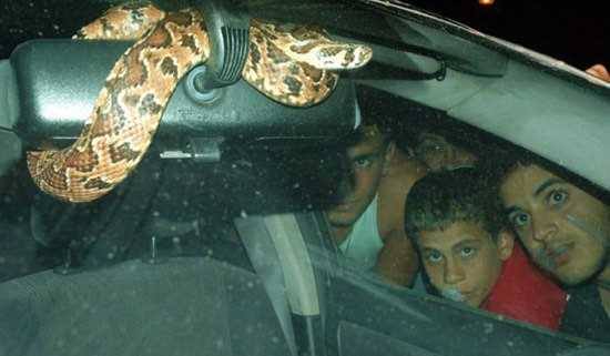 Foto - Davetsiz misafirler