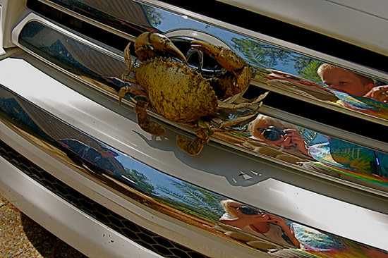 Foto - Davetsiz misafirler