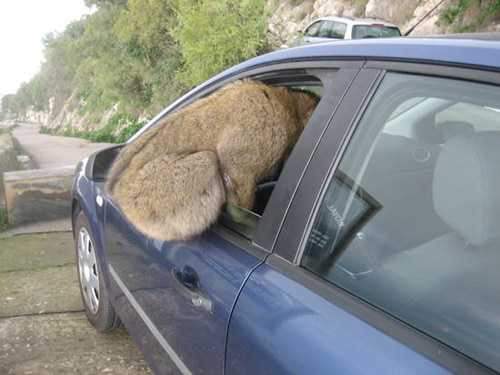 Foto - Davetsiz misafirler