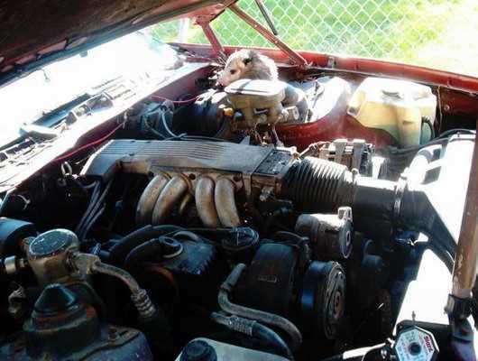 Foto - Davetsiz misafirler