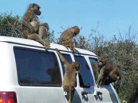 Foto - Davetsiz misafirler