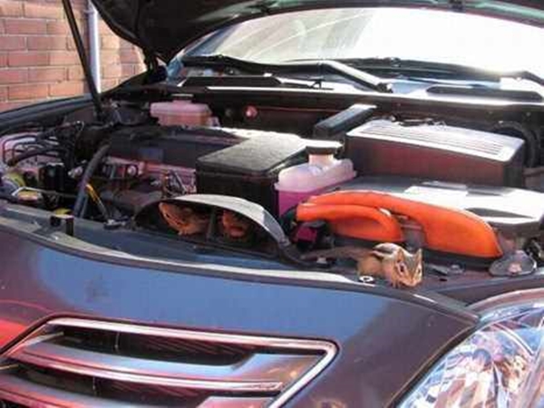 Foto - Davetsiz misafirler