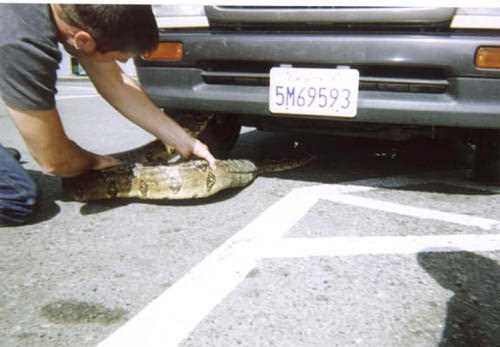 Foto - Davetsiz misafirler