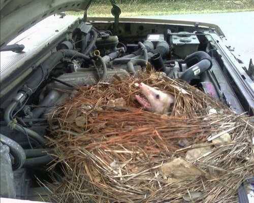 Foto - Davetsiz misafirler