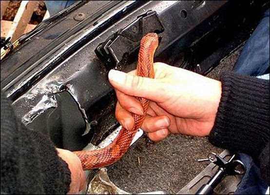 Foto - Davetsiz misafirler