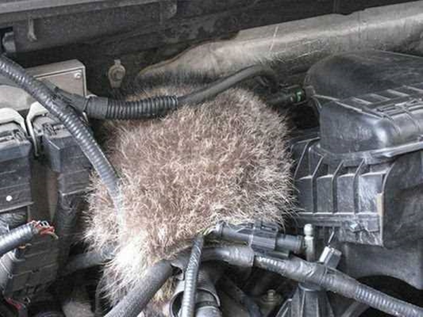 Foto - Davetsiz misafirler