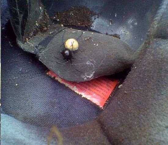 Foto - Davetsiz misafirler