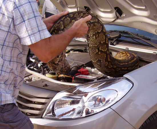 Foto - Davetsiz misafirler