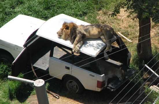 Foto - Davetsiz misafirler