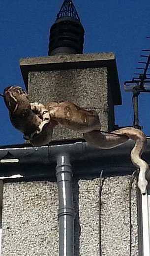 Foto - Davetsiz misafirler