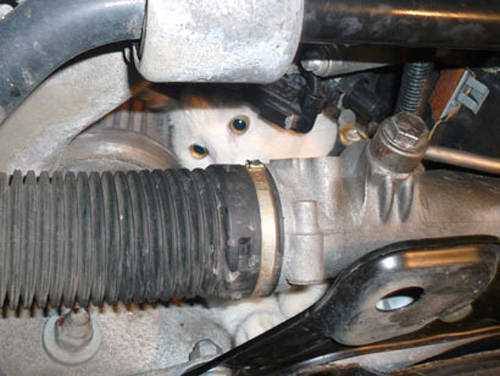 Foto - Davetsiz misafirler