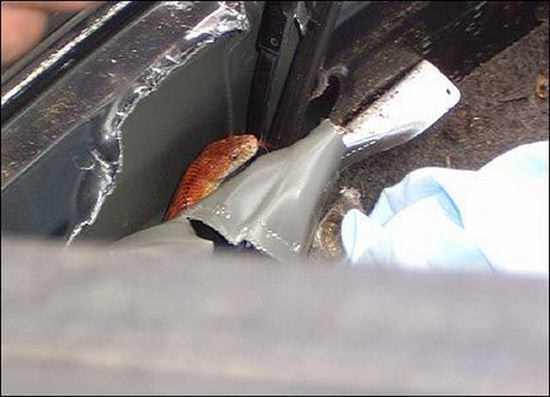 Foto - Davetsiz misafirler