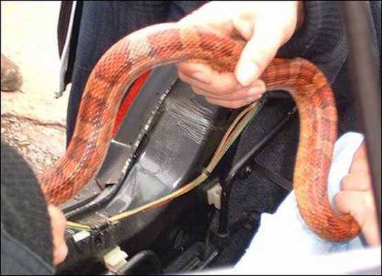 Foto - Davetsiz misafirler