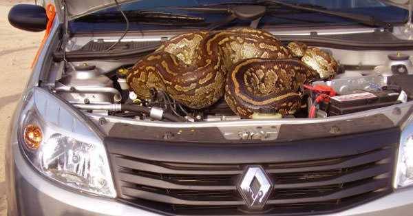 Foto - Davetsiz misafirler