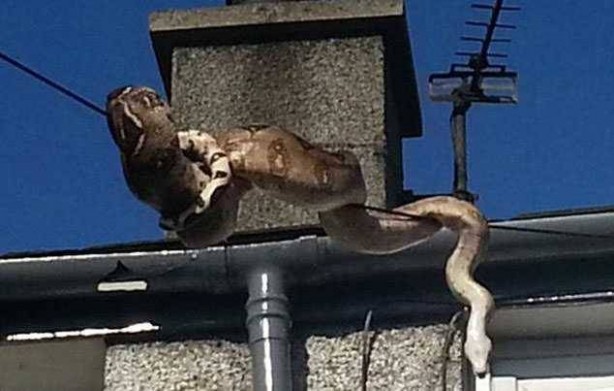 Foto - Davetsiz misafirler