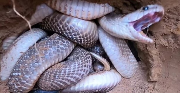 Foto - Dedektörle bulup çuvala doldurdular! Toprağın altından yüzlercesi çıktı