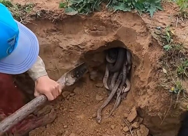 Foto - Dedektörle bulup çuvala doldurdular! Toprağın altından yüzlercesi çıktı