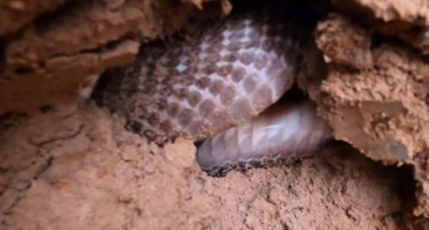 Foto - Dedektörle bulup çuvala doldurdular! Toprağın altından yüzlercesi çıktı