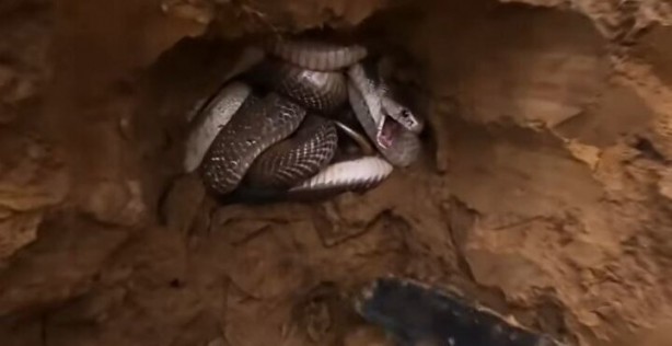 Foto - Dedektörle bulup çuvala doldurdular! Toprağın altından yüzlercesi çıktı