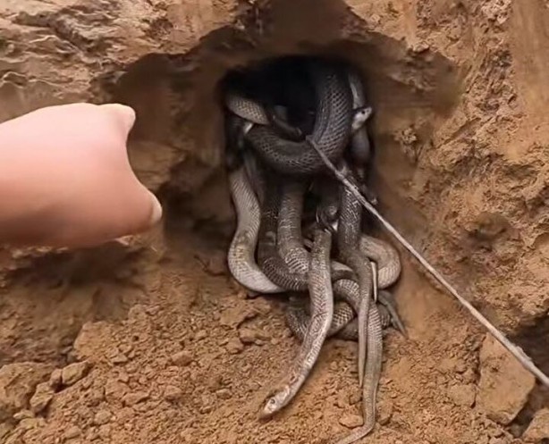 Foto - Dedektörle bulup çuvala doldurdular! Toprağın altından yüzlercesi çıktı