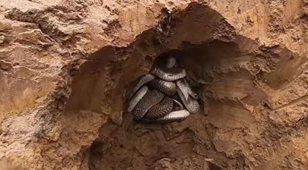 Foto - Dedektörle bulup çuvala doldurdular! Toprağın altından yüzlercesi çıktı