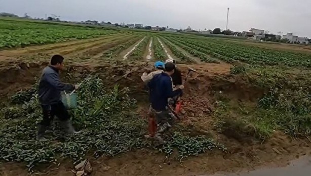 Foto - Dedektörle bulup çuvala doldurdular! Toprağın altından yüzlercesi çıktı