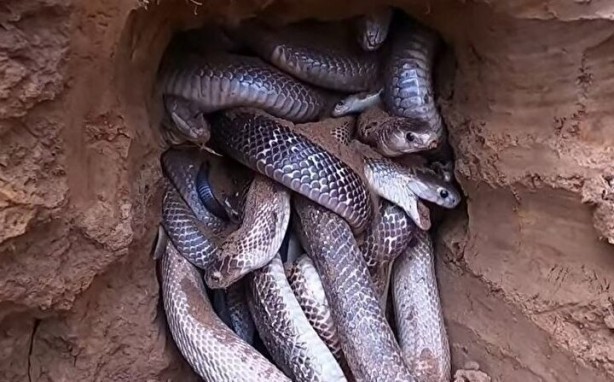 Foto - Dedektörle bulup çuvala doldurdular! Toprağın altından yüzlercesi çıktı