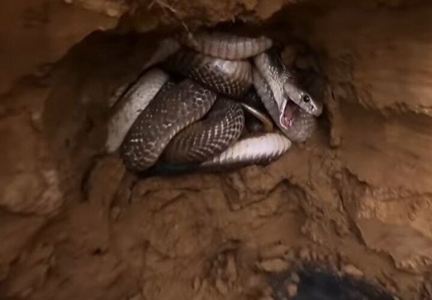 Foto - Dedektörle bulup çuvala doldurdular! Toprağın altından yüzlercesi çıktı