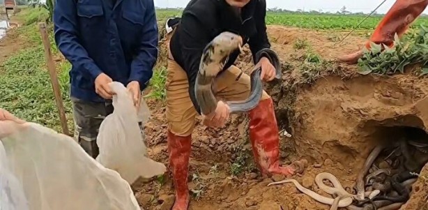 Foto - Dedektörle bulup çuvala doldurdular! Toprağın altından yüzlercesi çıktı