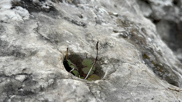 Foto - Defineciler adeta oraya dadandı! 2000 yıllık kaya mezarları bu hale geldi