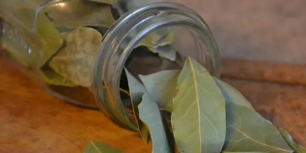 Foto - Defne yaprağı ne işe yarar, neye iyi gelir? Faydası: Kimyasal bileşiklere izin vermiyor, tarihe karışacak gibi