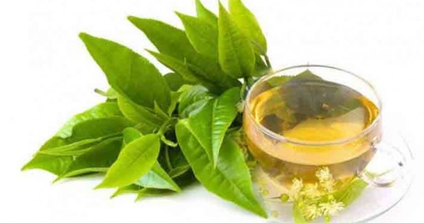 Foto - Defne yaprağı ne işe yarar, neye iyi gelir? Faydası: Kimyasal bileşiklere izin vermiyor, tarihe karışacak gibi