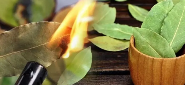 Foto - Defne yaprağının faydaları saymakla bitmiyor: Kokusu bile sakinleştiriyor! Tam yararını hala kimse bilmiyor