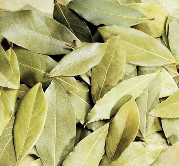 Foto - Defne yaprağının faydaları saymakla bitmiyor: Kokusu bile sakinleştiriyor! Tam yararını hala kimse bilmiyor