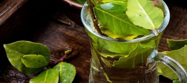 Foto - Defne yaprağının faydaları saymakla bitmiyor: Kokusu bile sakinleştiriyor! Tam yararını hala kimse bilmiyor