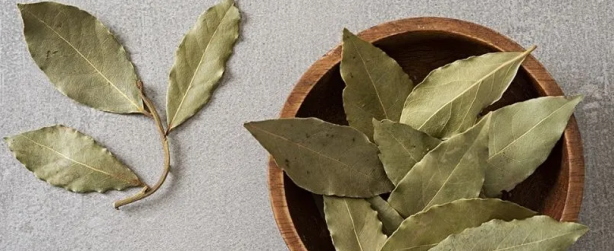 Foto - Defne yaprağının faydaları saymakla bitmiyor: Kokusu bile sakinleştiriyor! Tam yararını hala kimse bilmiyor